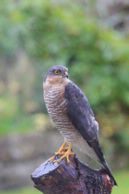 09-6159 Male Sparrowhawk (Accipter nisus)